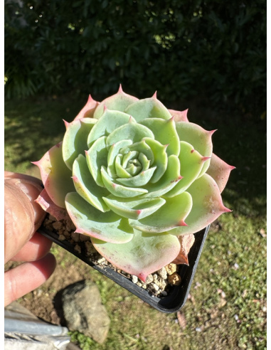 Echeveria Strictiflora hyb.