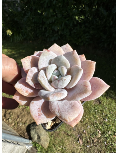 Graptoveria ou Echeveria SP