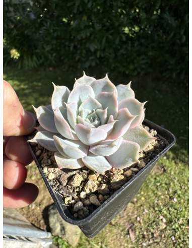 Echeveria Simulans hyb.