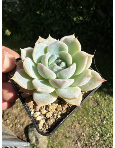 Echeveria Laui x Colorata