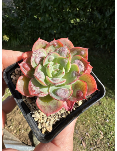 Echeveria 'Raindrops'