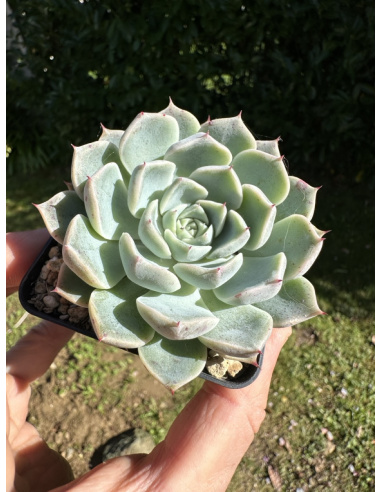 Echeveria Hyalina Hyb.