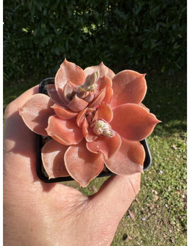 Echeveria Racemosa (botanique)