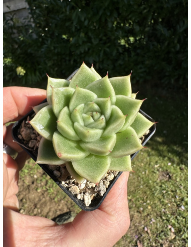 Echeveria Gilva Hyb.