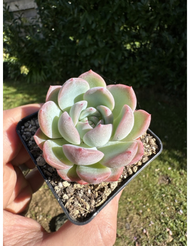 Echeveria Laui Hyb.