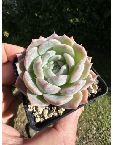 Echeveria SP