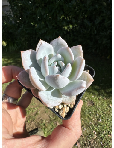 Echeveria Snow angel (semis)