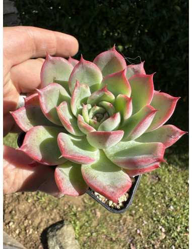 Echeveria  'Mama Loki' (gilva x laulensis)