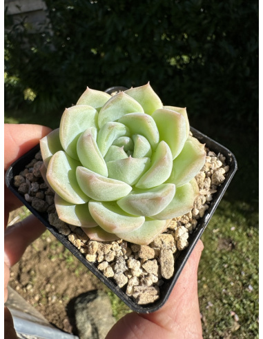 Echeveria  SP