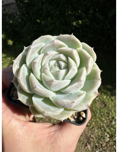 Echeveria  SP