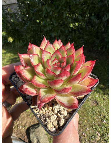 Echeveria  'Breizh Flamm'