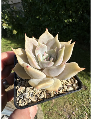 Echeveria  Madiba x Rubin