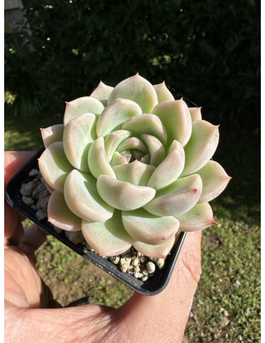 Echeveria  Monroe Hyb.