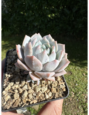 Echeveria  Laui Hyb.