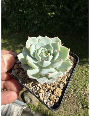 Echeveria  Derenbergi Hyb.