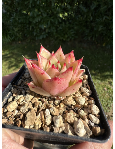 Echeveria Chihuahua x Rubin