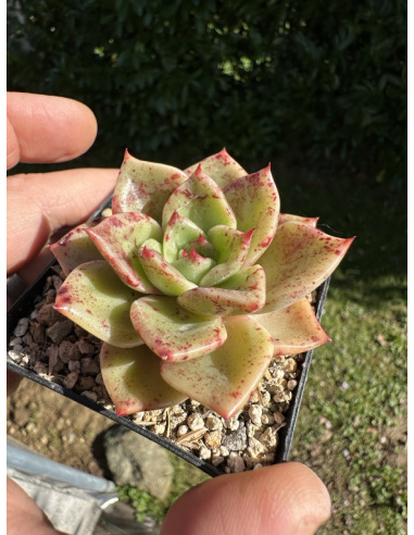 Echeveria Strictiflora x Rubin