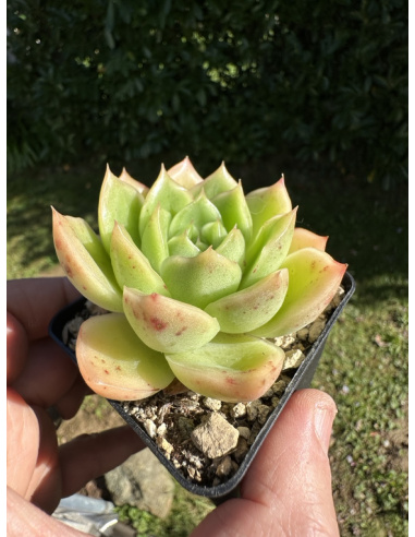 Echeveria x Gilva