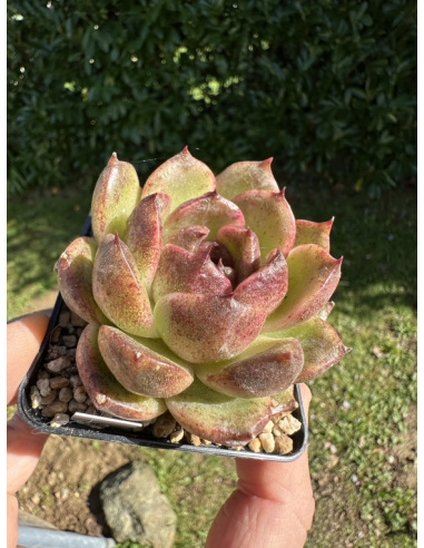 Echeveria 'queens rose' (cultivar)