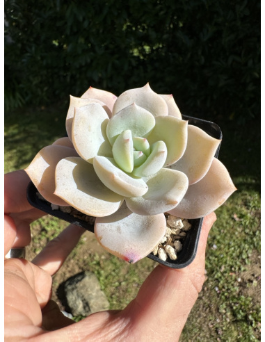 Echeveria Cream Tea (semis)