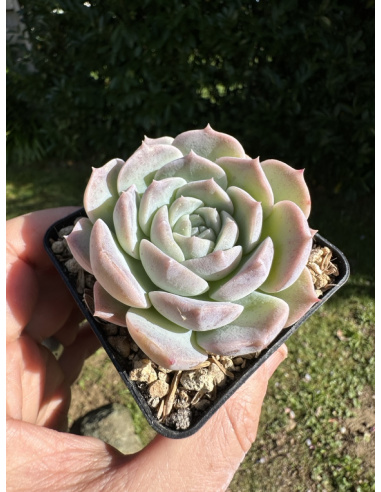 Echeveria Monroe Hyb.