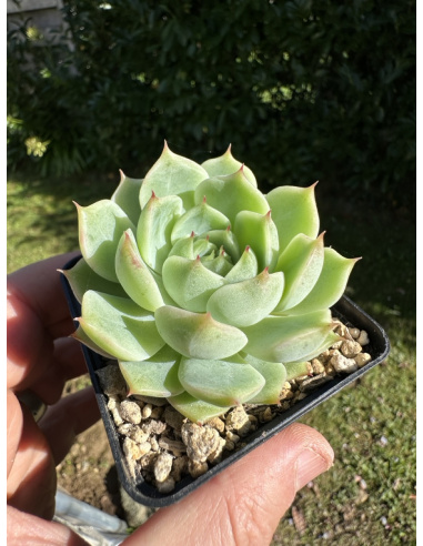 Echeveria SP