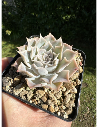 Echeveria Simulans Hyb.