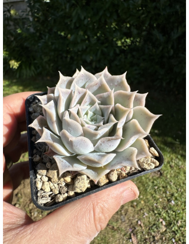 Echeveria Simulans Hyb.