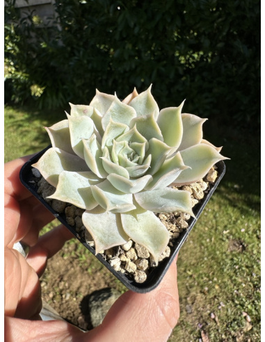 Echeveria Simulans Hyb.