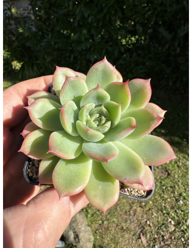 Echeveria 'Mama Loki'