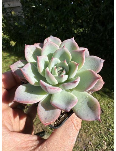 Echeveria Laui x Laulensis