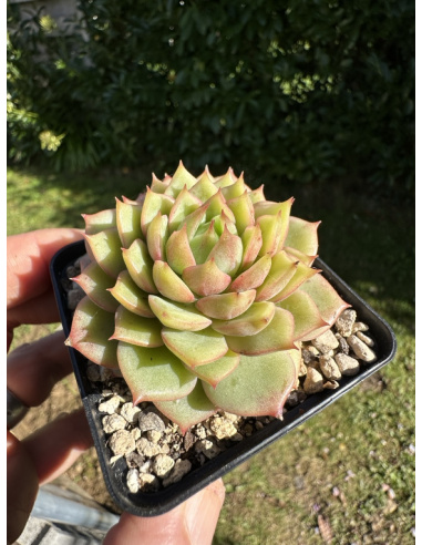 Echeveria SP