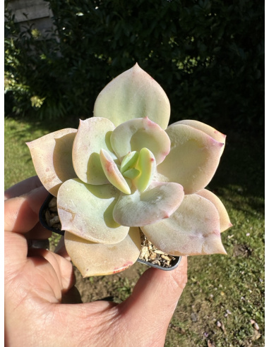 Echeveria Cream Tea