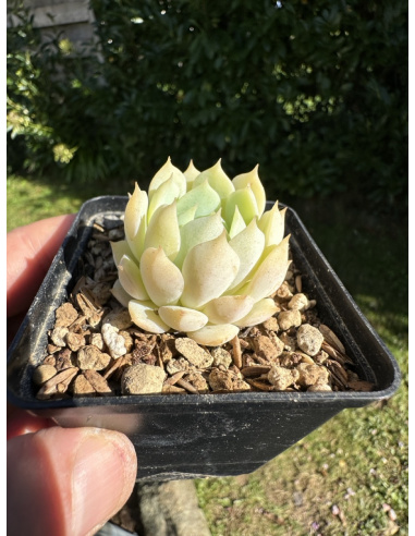 Echeveria Captain Hay Hybride