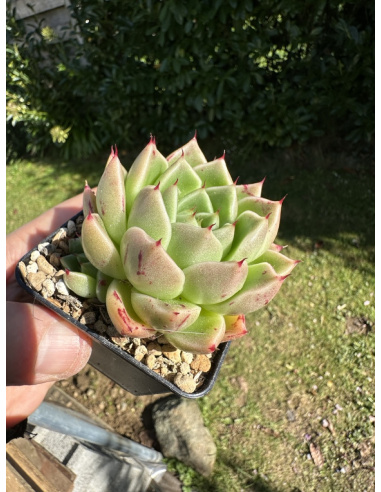 Echeveria Gilva Hybride