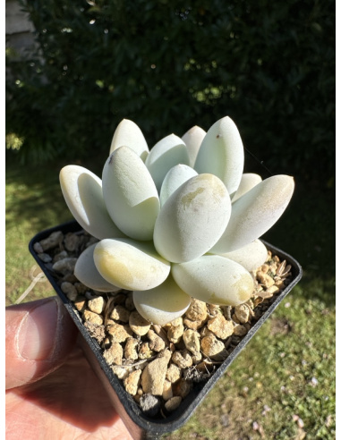 Pachyveria SP (x Laui)