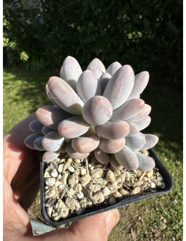 Pachyveria SP (bleu)