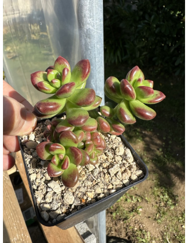 Sedum Lucidum Obesum