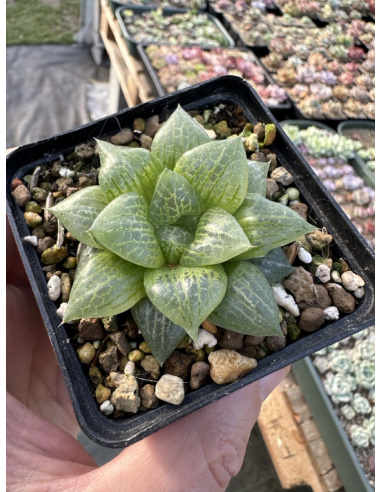 Haworthia Hybride