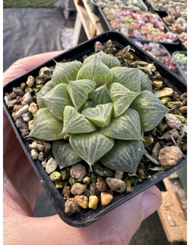 Haworthia Hybride