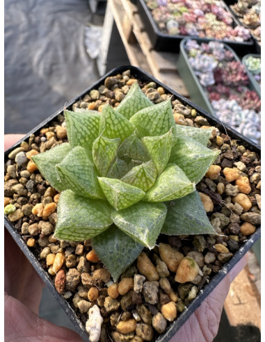 Haworthia Hybride