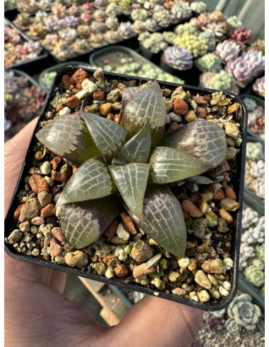 Haworthia Hybride