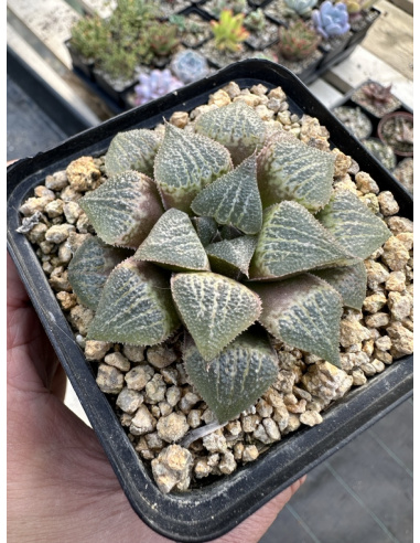 Haworthia Hybride