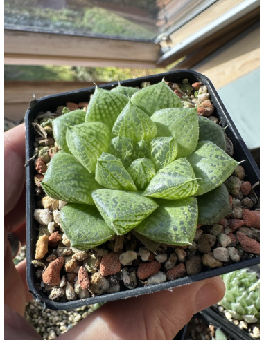 Haworthia Hybride (Graine Renny)