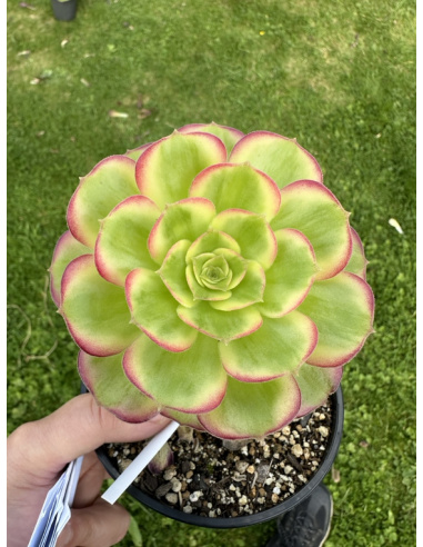 Aeonium Dutch Round Leaf Variation (rare)