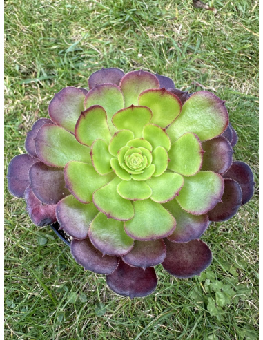 Aeonium Black Tea reverse