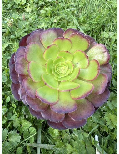 Aeonium Black Tea reverse