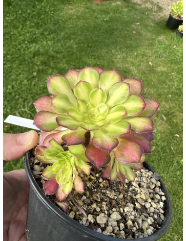 Aeonium Zwartkin Yellow Middle bonsaï