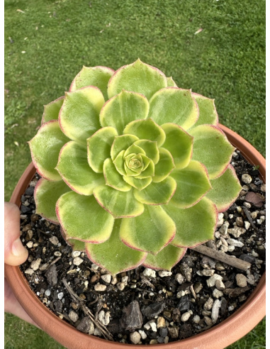 Aeonium Halloween Yellow