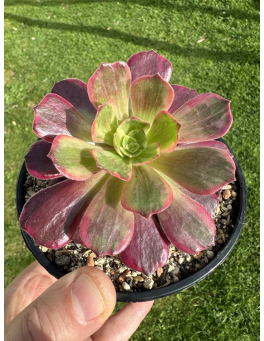 Aeonium Aurora 12cm